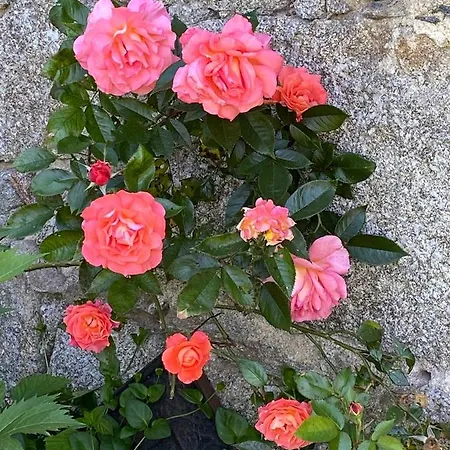 La Vaisse Nocleg ze śniadaniem 4*